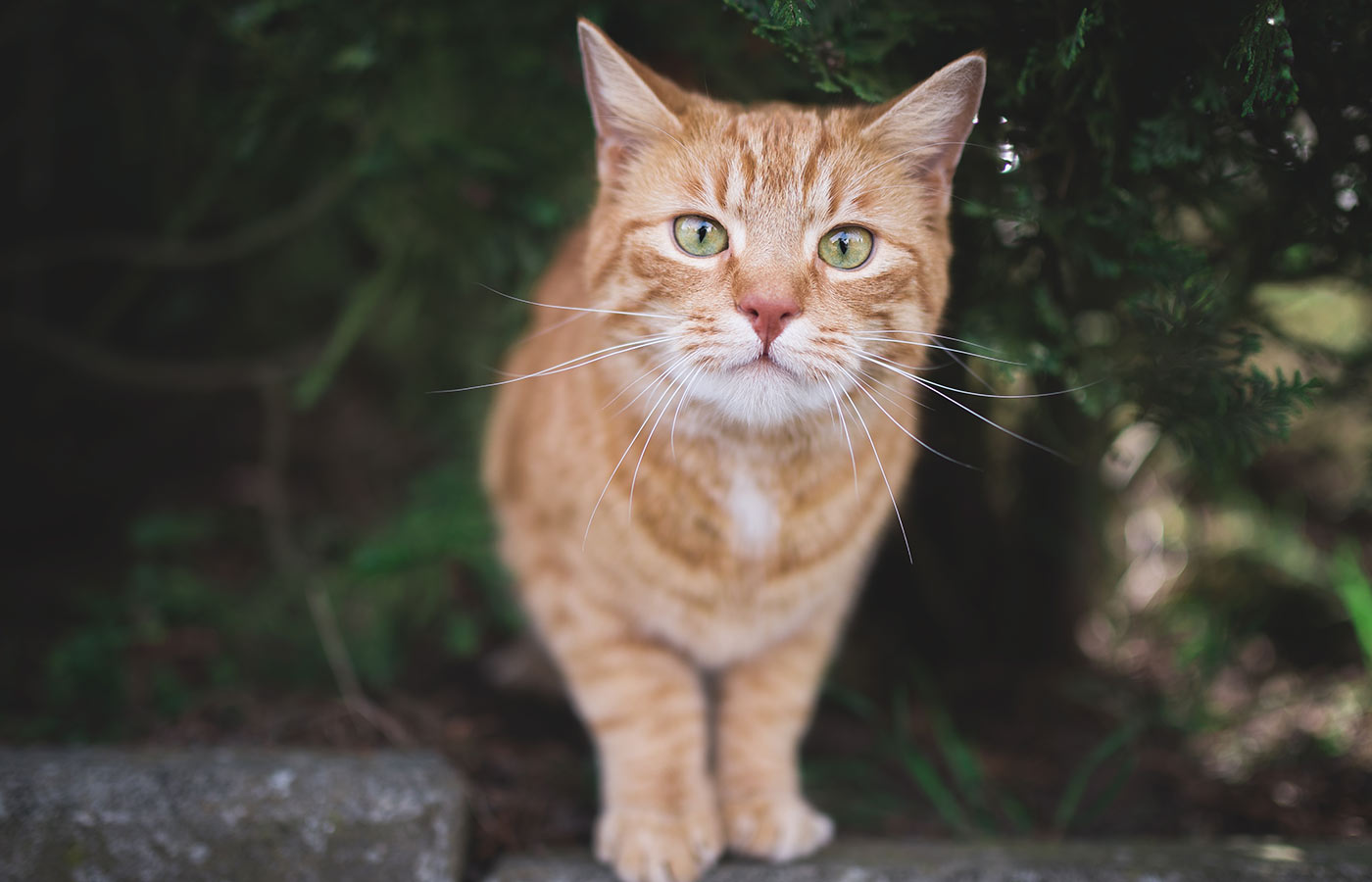 Pet Nutrition Vet in Newport Newport Veterinary Hospital