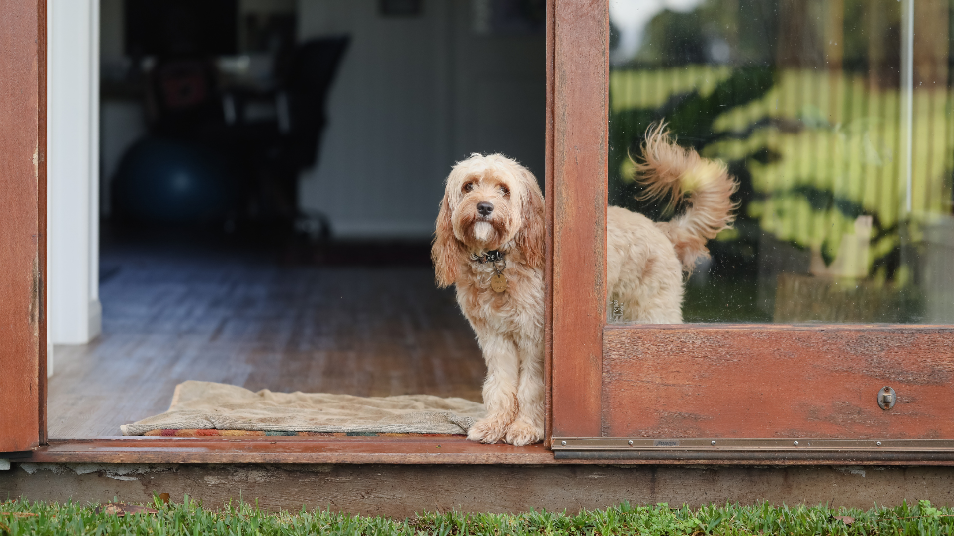 pet-proofing your home