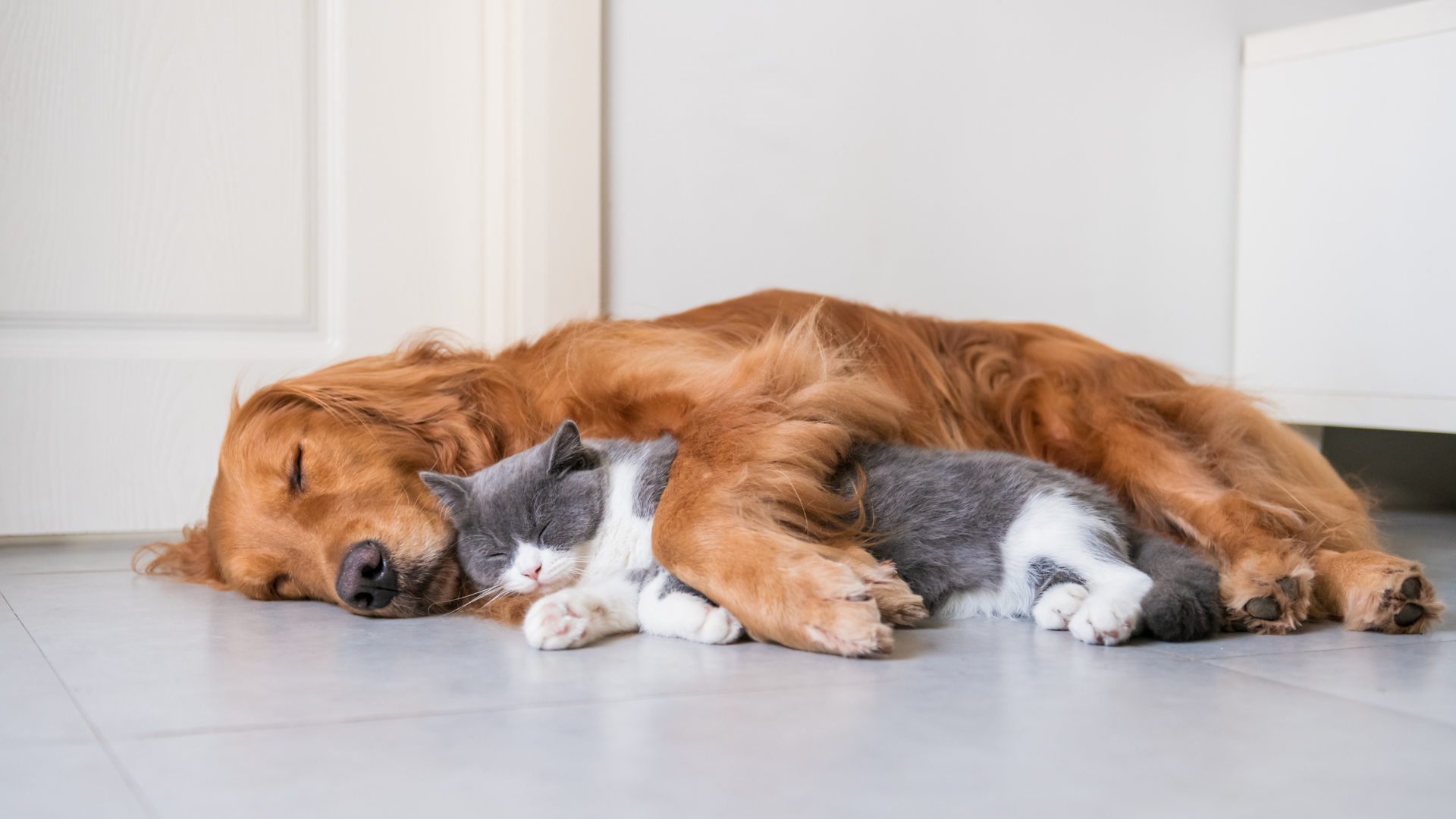 dog and cat toxins for pet poison prevention month 2024