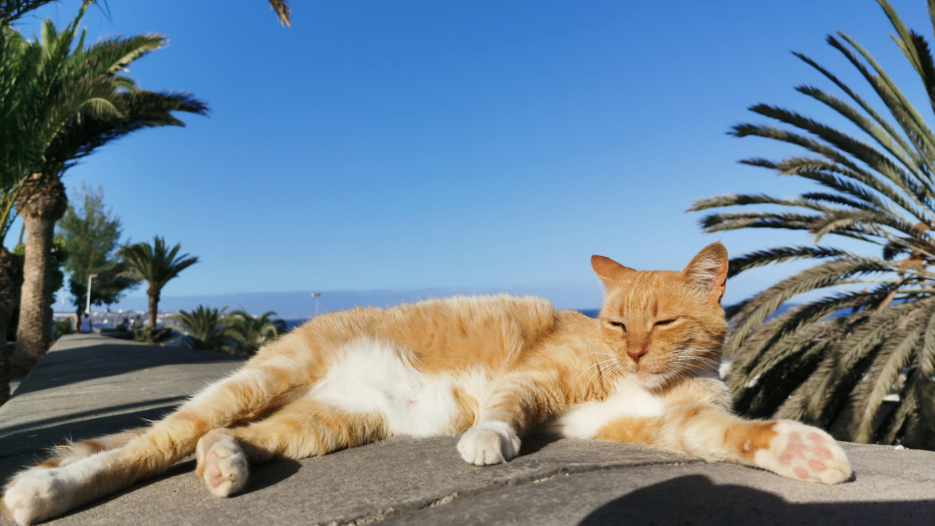 8 Strategies to Keep Your Cat Cool