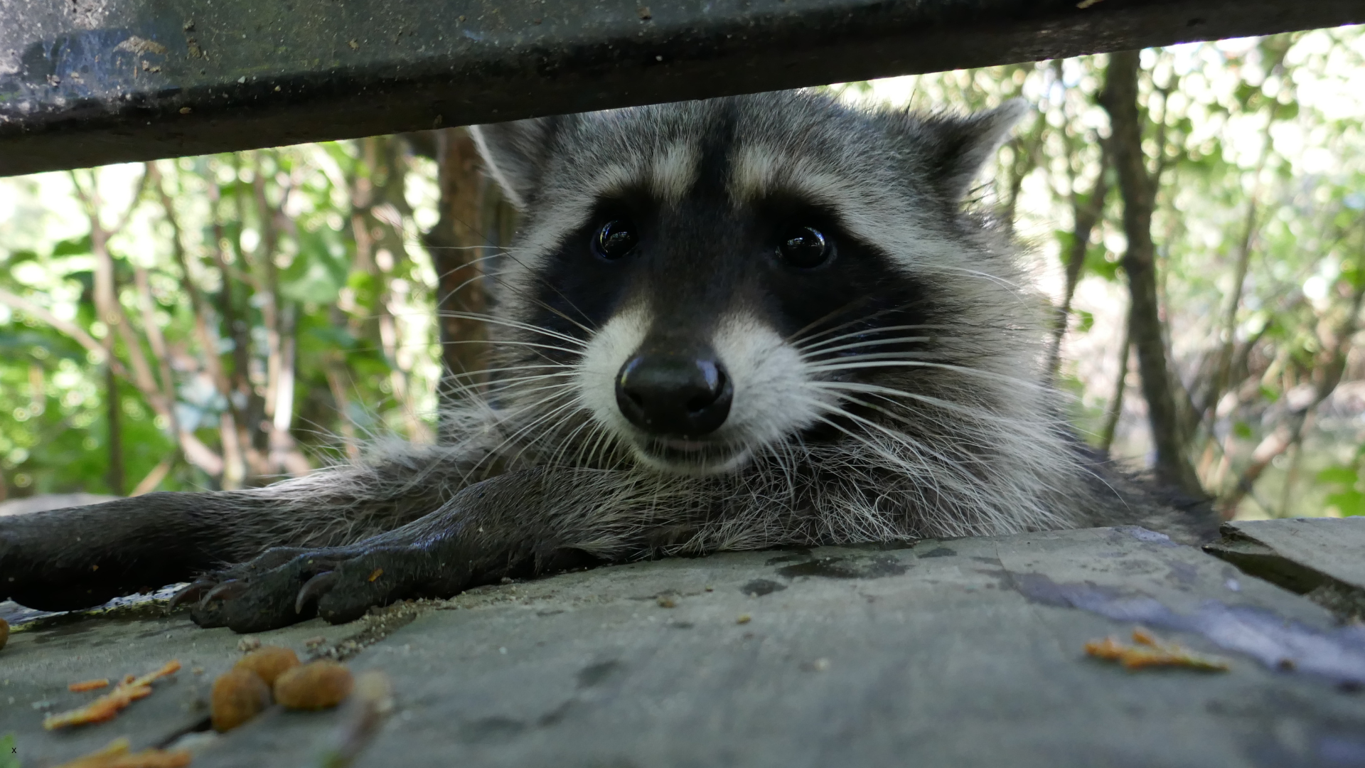 Fall Wildlife Disease Risks