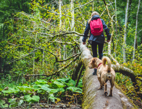 End-of-Summer Dangers for Pets: Heat, Foxtails, and Water Safety
