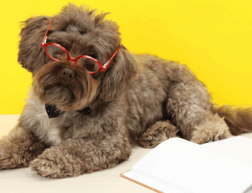 Bored Pup on a Rainy Coast Day? Easy Mental Enrichment Ideas for Your Dog