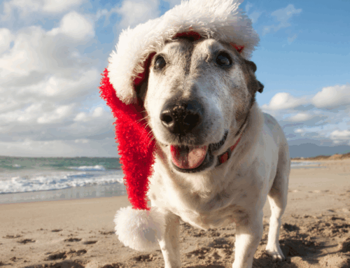 Holiday Guests, Travel & Pets: Keeping Coastal Pets Calm and Safe