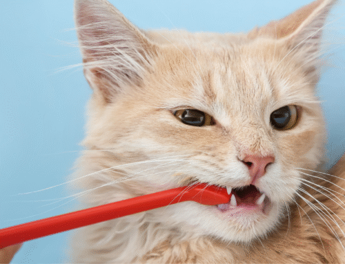 Dental Cleanings, Anesthesia, and Extractions: A Veterinarian’s Perspective