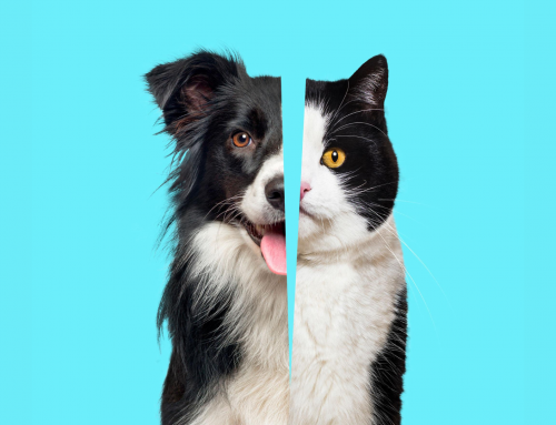 Are Dogs or Cats Smarter? What Science Actually Says