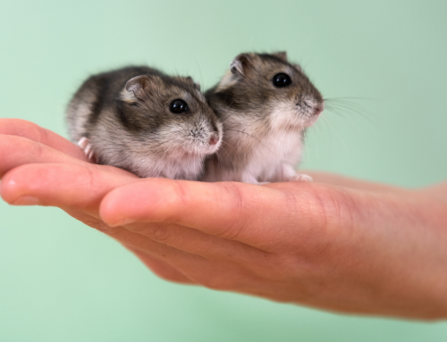 Pocket Pets & Reptiles: Small Pets, Specialized Care