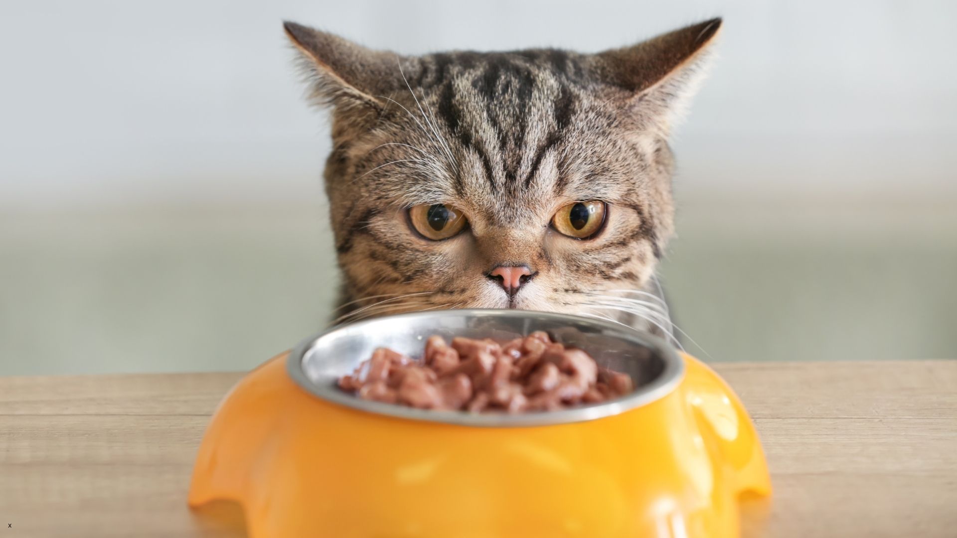 Tabby cat peering over a bowl of wet cat food — Newport Veterinary Hospital, Newport Oregon