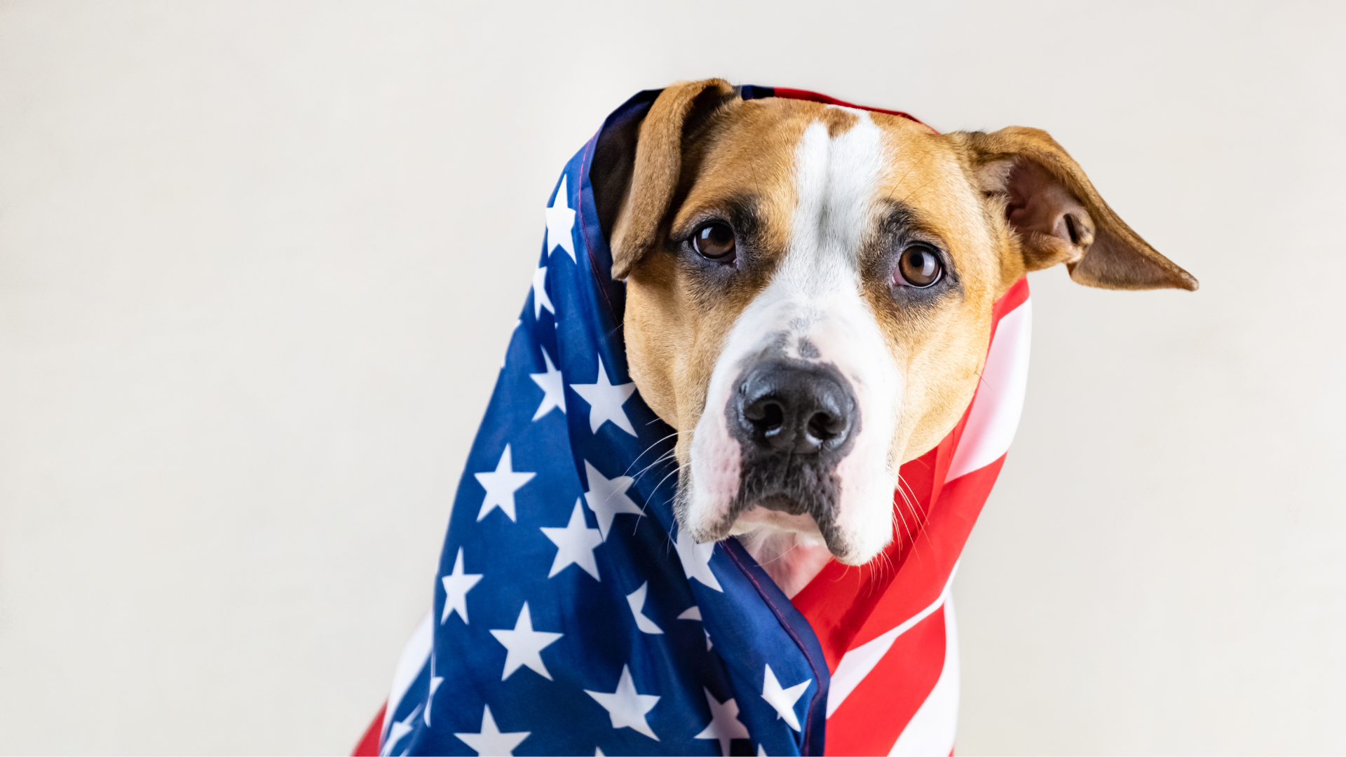 Dog in an American flag from Newport Veterinary Hospital in Newport, Oregon