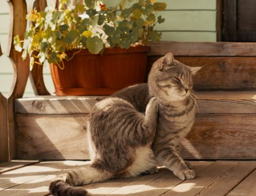 Why Is My Pet So Itchy? Common Causes of Itching in Dogs and Cats