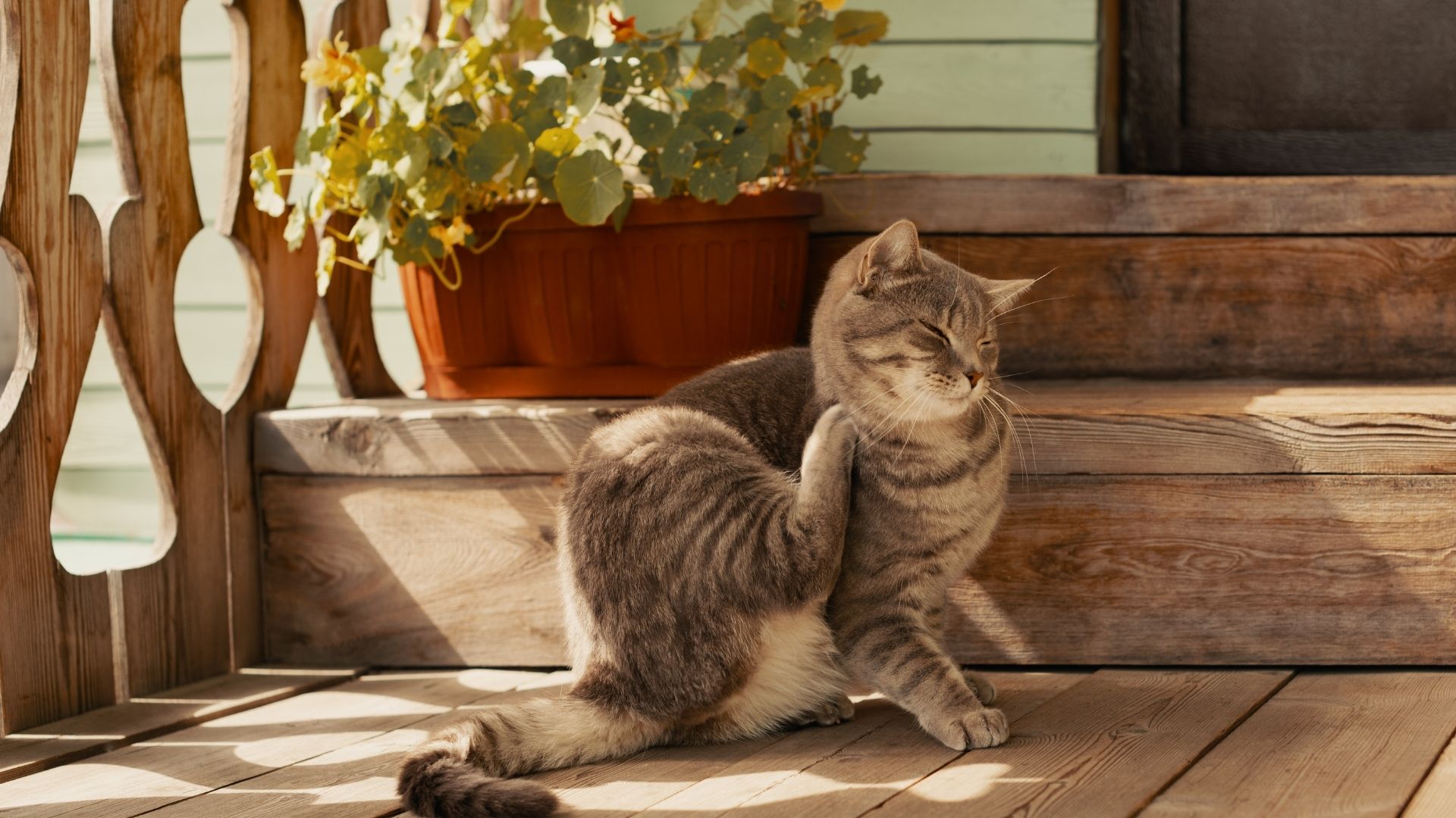 Cat scratching itchy skin — Newport Veterinary Hospital in Newport, Oregon